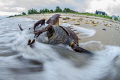   Horseshoe crab struggling its way beach... beach  